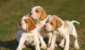 three orange and white bracco italiano puppies standing in the grass