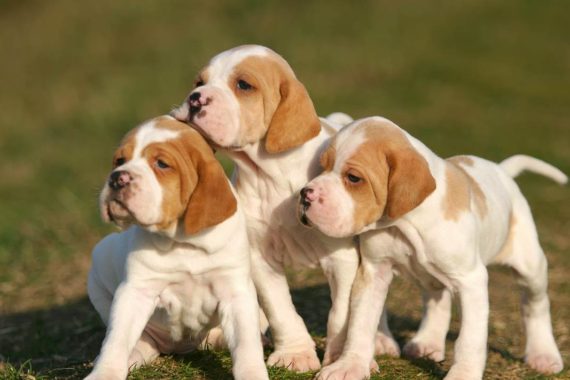 three orange and white bracco italiano puppies standing in the grass