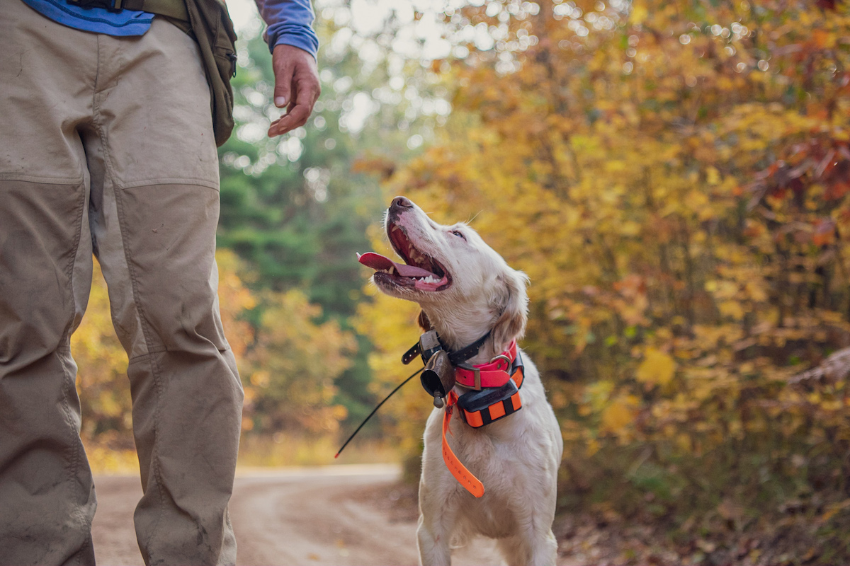 dog with tracking collars on looking up at his owner smiling